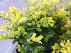 Ilex crenata 'Golden Gem'-0