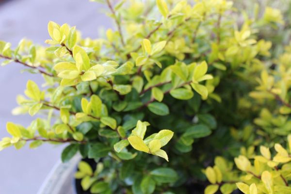 Ilex crenata 'Golden Gem'-0