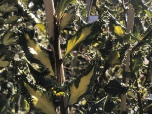 Ilex aquifolium 'Ferox Aurea''-0