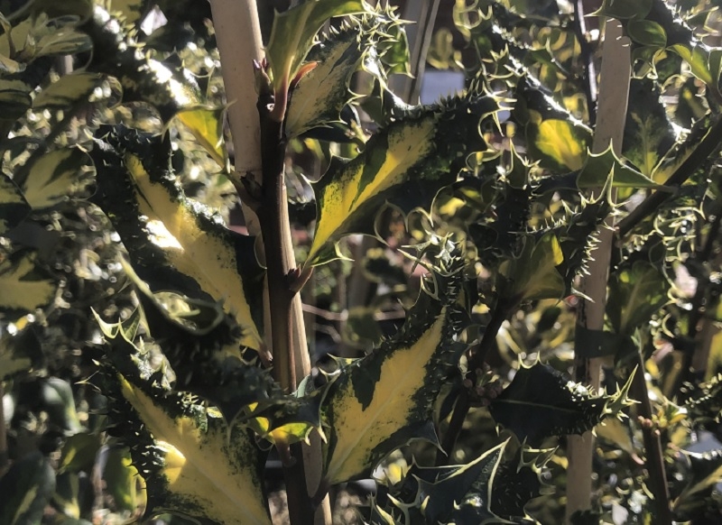 Ilex aquifolium 'Ferox Aurea''-0