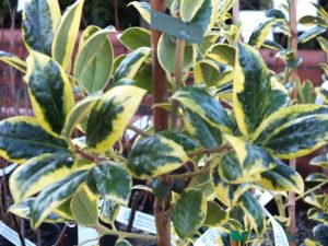 Ilex aquifolium 'Silver Van Tol'-6857