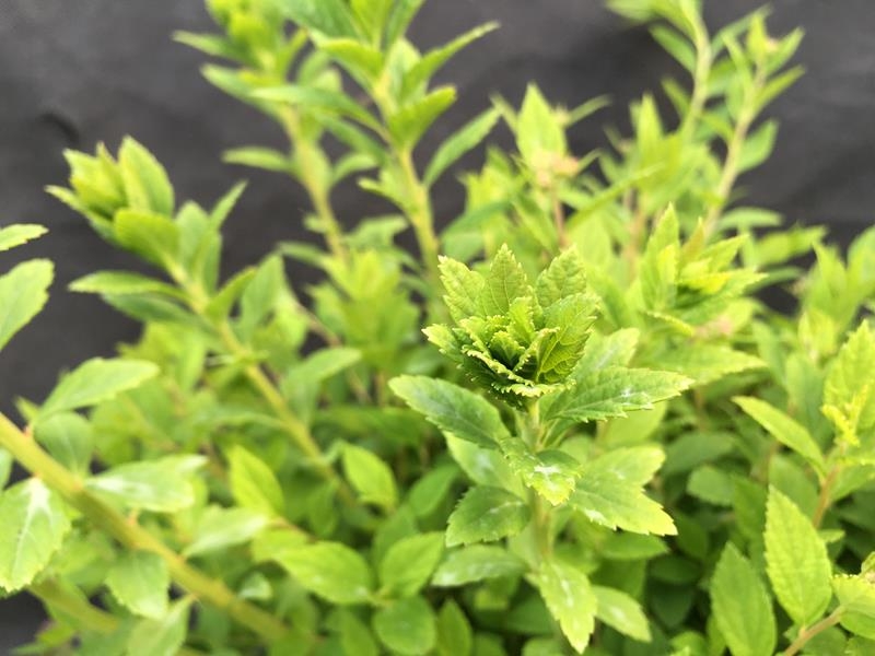Spiraea japonica 'Little Princess'-16072
