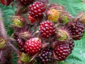 Japanese Wineberry-0