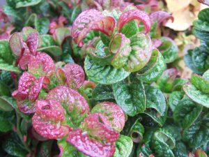 Leucothoe axillaris 'Curly Red'-0