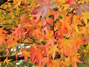 Liquidambar styraciflua 'Worplesdon'-0