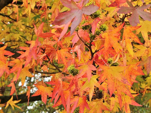 Liquidambar styraciflua 'Worplesdon'-0