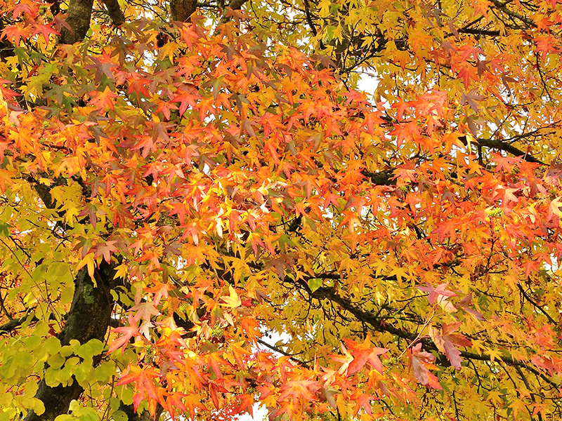 Liquidambar styraciflua 'Worplesdon'-23662