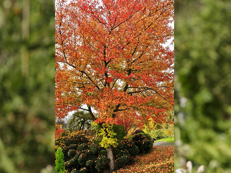 Liquidambar styraciflua 'Worplesdon'-23663