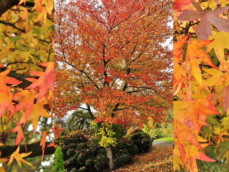 Liquidambar styraciflua 'Worplesdon'-23661