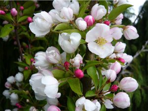 Malus 'Admiration'-0