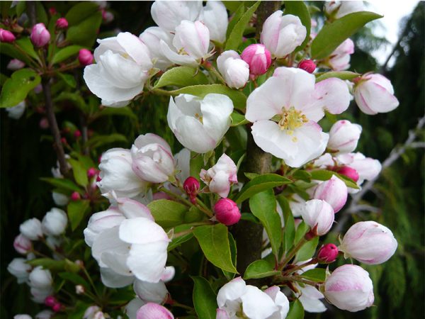 Malus 'Admiration'-0