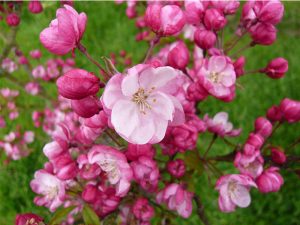 Malus 'Coralburst'-0