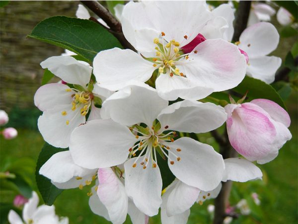 Malus 'Donald Wyman'-0