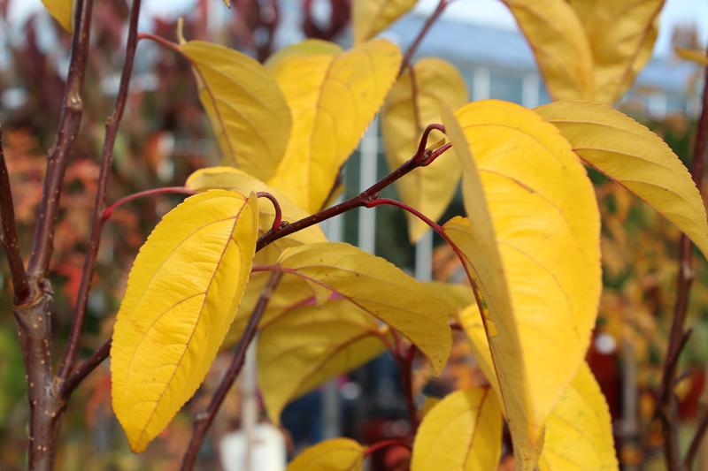 Malus 'Donald Wyman'-7574