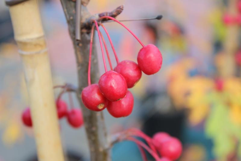 Malus 'Donald Wyman'-7575