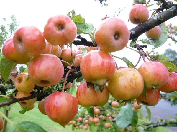 Malus 'Evereste'-0