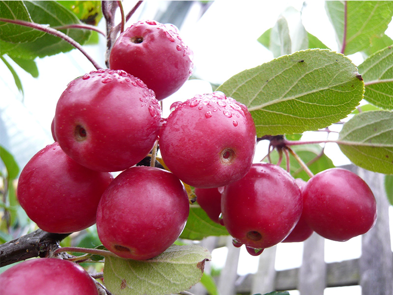 Malus 'Gorgeous'-7189