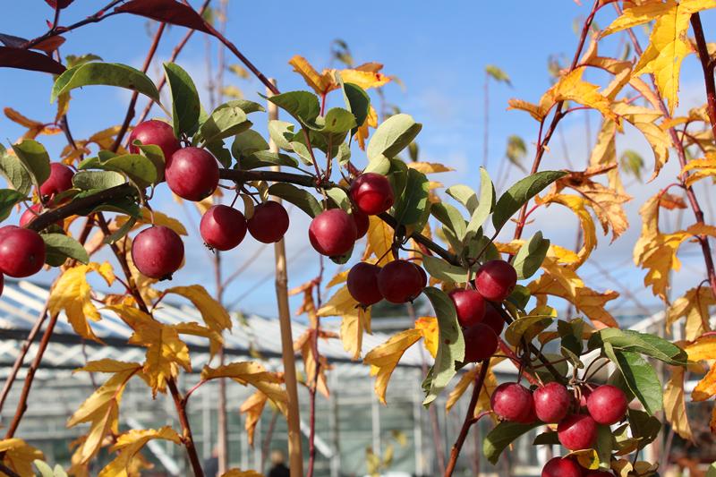 Malus 'Gorgeous'-7576