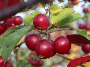 Malus 'Gorgeous'-0