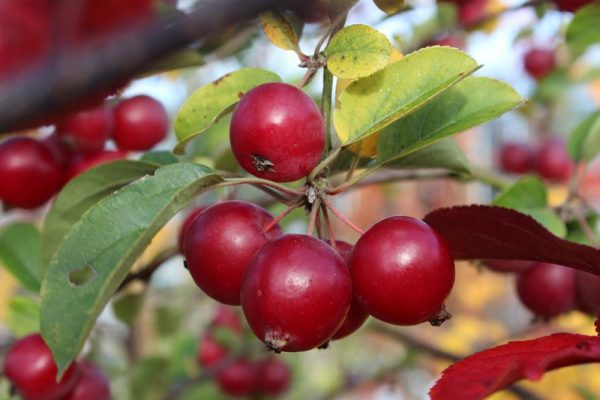 Malus 'Gorgeous'-0