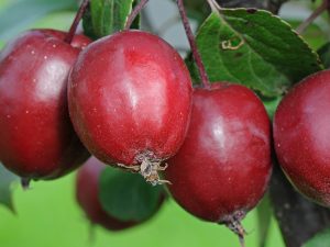 Malus 'Harry Baker'-0