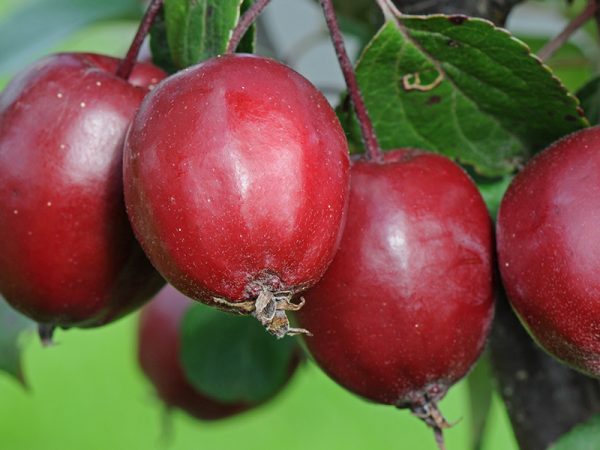 Malus 'Harry Baker'-0