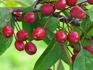 Malus 'Indian Magic'-0