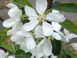 Malus 'Jelly King'-0