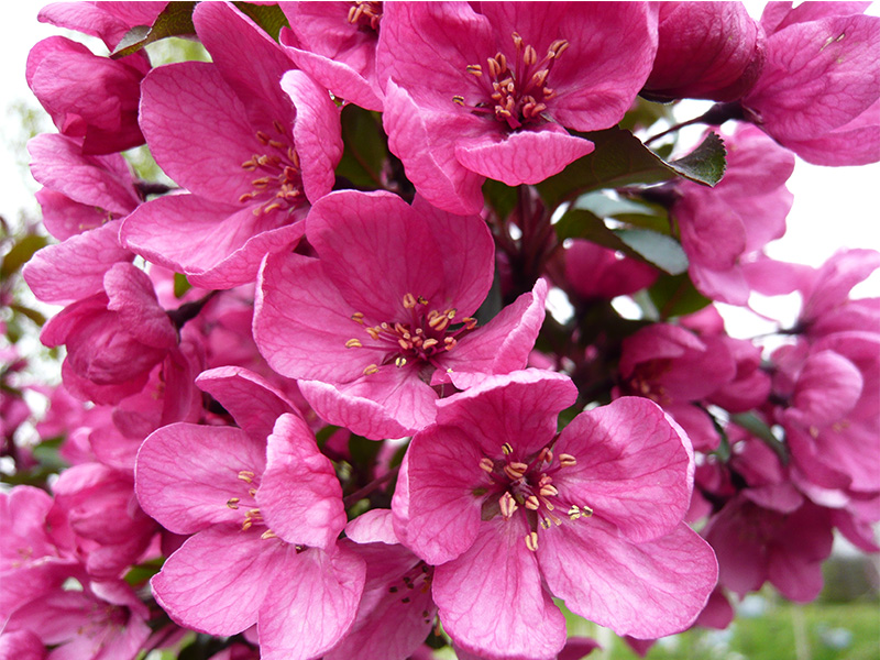 Malus 'Prairie Fire'-0