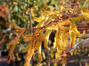 Malus transitoria 'Thornhayes Tansy'-0