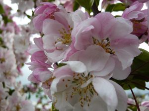 Malus 'Van Eseltine'-0