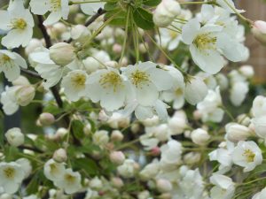 Malus 'Wedding Bouquet'-0