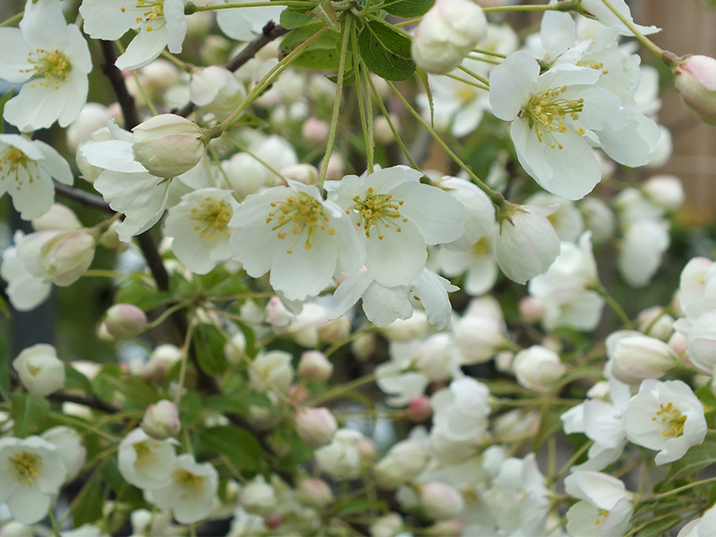 Malus 'Wedding Bouquet'-0