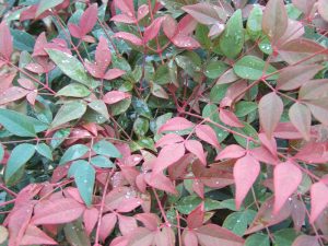 Nandina domestica 'Richmond'-6861