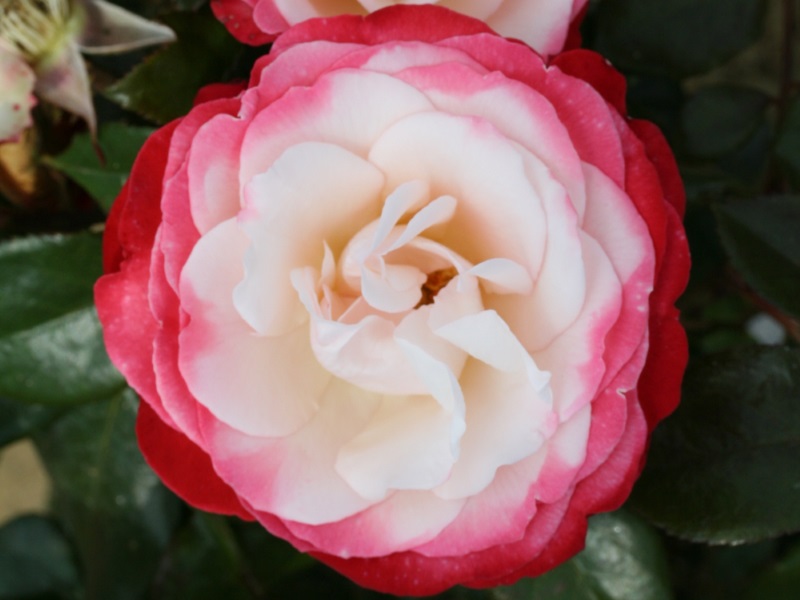 Rosa Hybrid Tea Nostalgia 'Taneiglat'-0