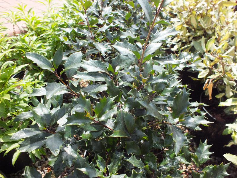 Osmanthus heterophyllus 'Purple Shaft'-0
