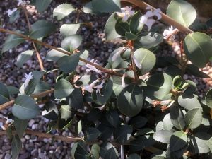 Osmanthus delavayi 'Latifolius'-0