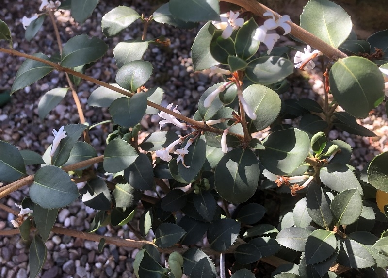 Osmanthus delavayi 'Latifolius'-0