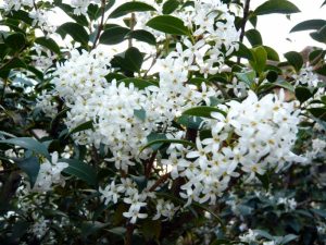 Osmanthus x burkwoodii-0