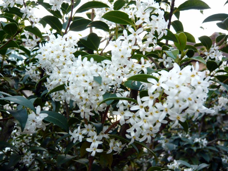 Osmanthus x burkwoodii-0