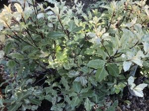Pittosporum tenuifolium 'Irene Patterson'-0
