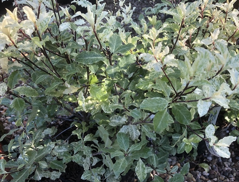 Pittosporum tenuifolium 'Irene Patterson'-0