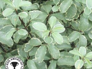 Pittosporum tenuifolium 'Silver Queen'-0