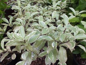 Pittosporum tenuifolium 'Collaig Silver'-0