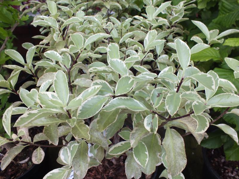 Pittosporum tenuifolium 'Collaig Silver'-0