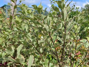 Pittosporum tenuifolium 'Elizabeth'-0