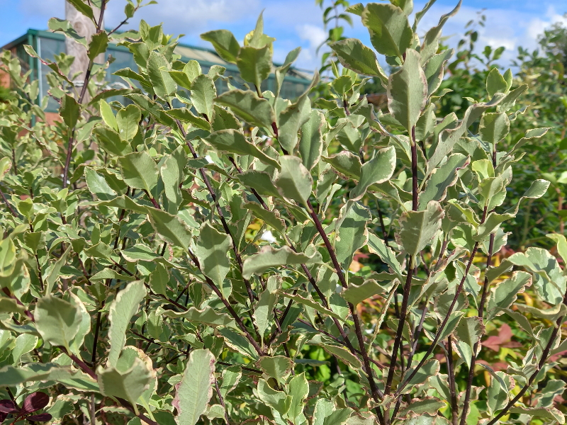 Pittosporum tenuifolium 'Elizabeth'-0