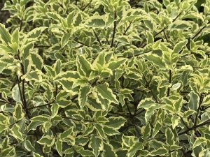 Pittosporum tenuifolium 'Garnettii'-0