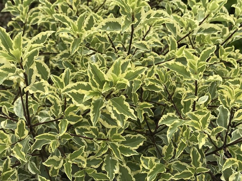 Pittosporum tenuifolium 'Garnettii'-0