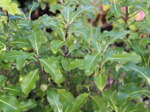 Pittosporum tenuifolium 'Golden King'-0